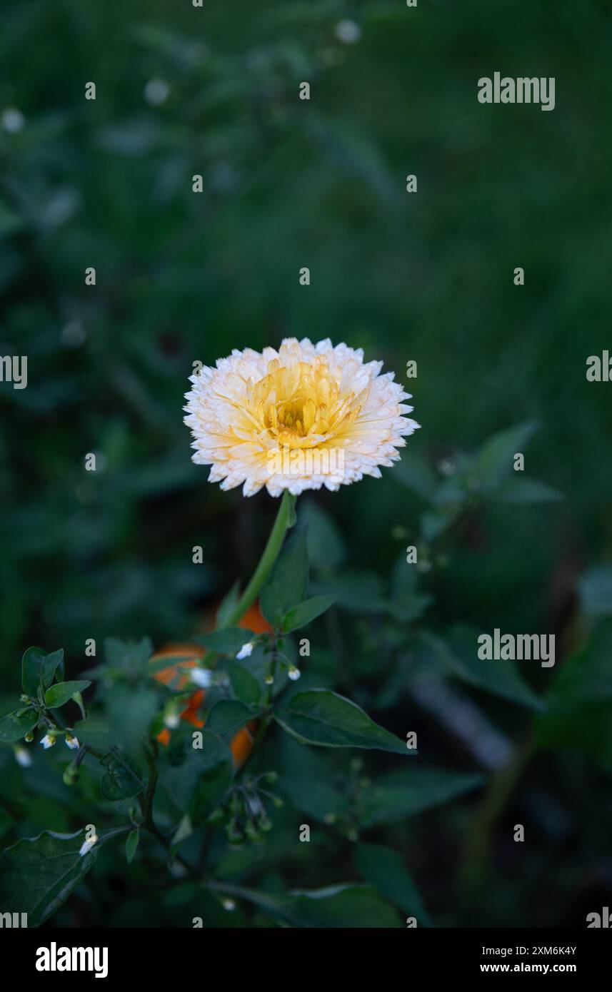 Gelbe Ringelblume im Sommer Stockfoto