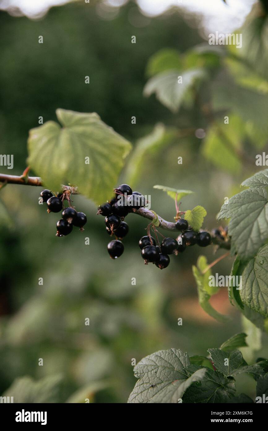 Schwarze Johannisbeere auf dem Zweig weiches Licht Stockfoto