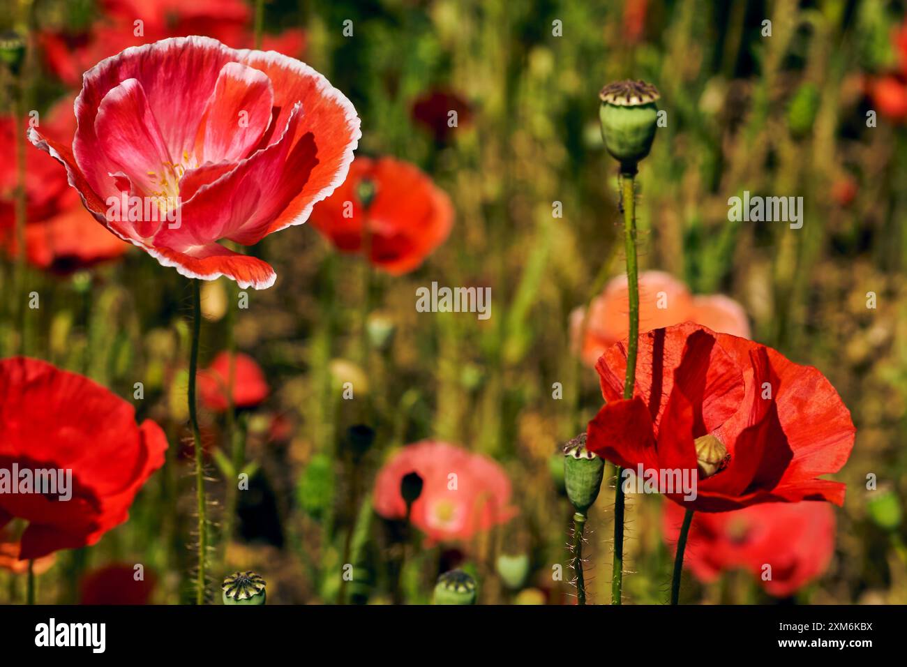 Eine krautige Pflanze mit auffälligen Blüten, milchsaft und abgerundeten Samenkapseln. Alkaloide und sind eine Quelle von Medikamenten wie Morphin Stockfoto