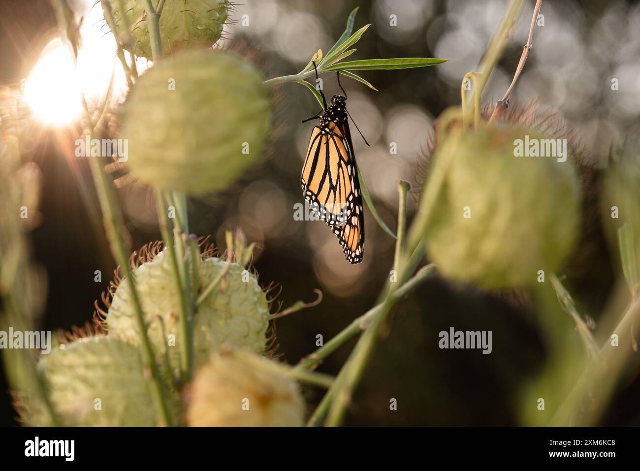 Monarchschmetterling auf Schwanenmilchgras Stockfoto