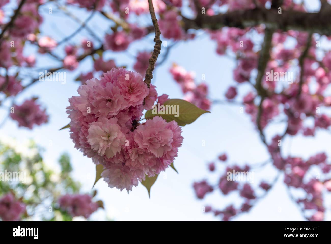 Japanische Kirschblüte, Kirschblüten, Magdeburg, Sachsen-Anhalt, Deutschland Stockfoto