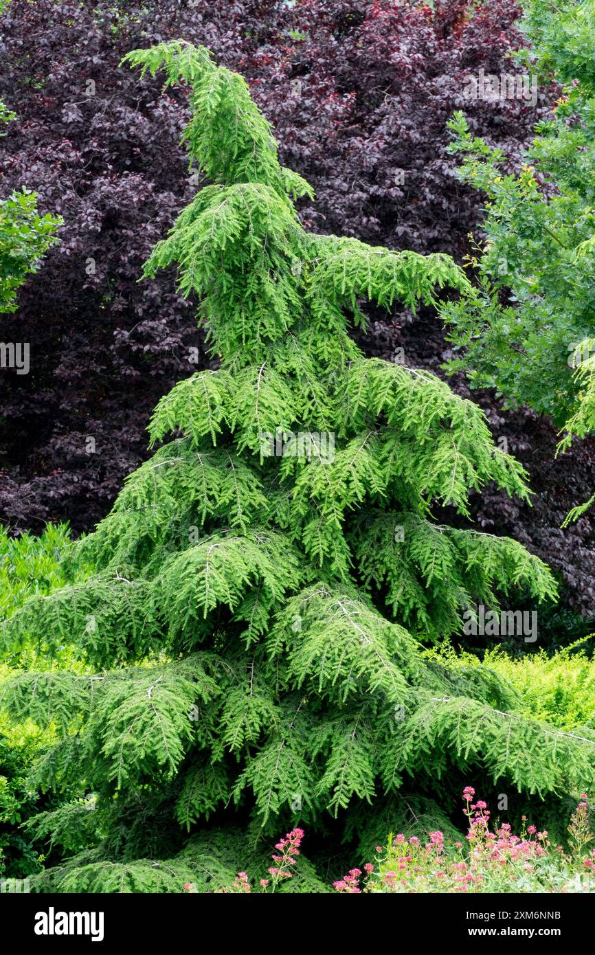 Junger Tsuga canadensis Baum Kanadischer Hemlock im Garten Hintergrund Prunus nigra Stockfoto