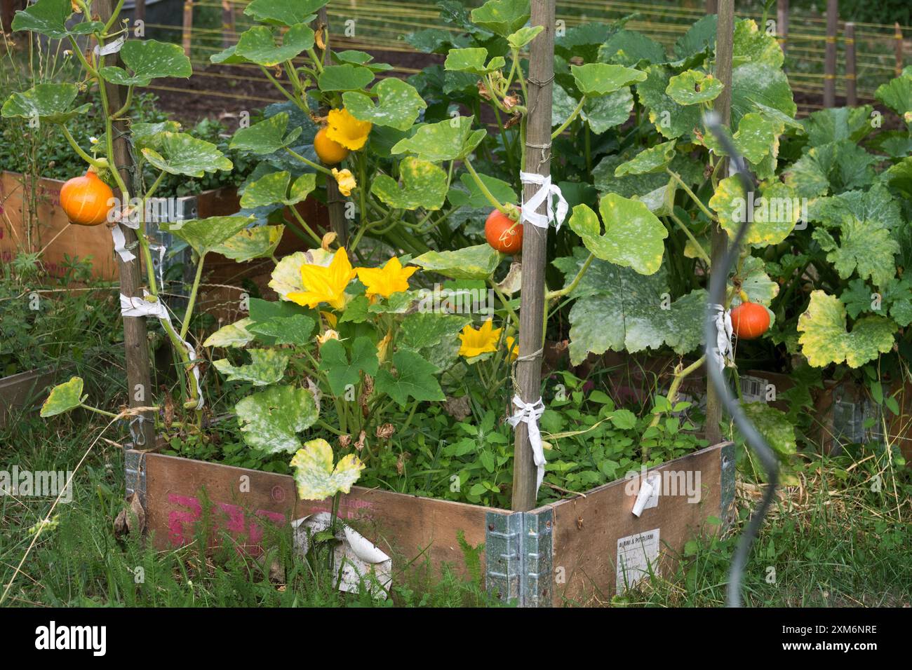 Kleines hölzernes Gartenbett mit blühenden Kürbispflanzen mit Blumen und runden orangefarbenen Kürbissen in grünem, grünem Stadtgarten Stockfoto