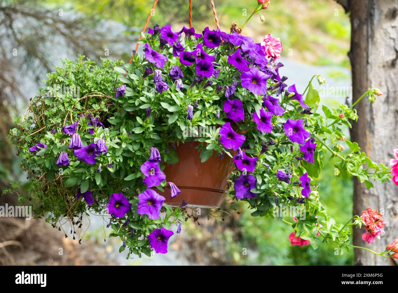 Hängender Topf gefüllt mit leuchtenden violetten Petunien und grünem Laub in einer Gartenanlage im Freien Stockfoto