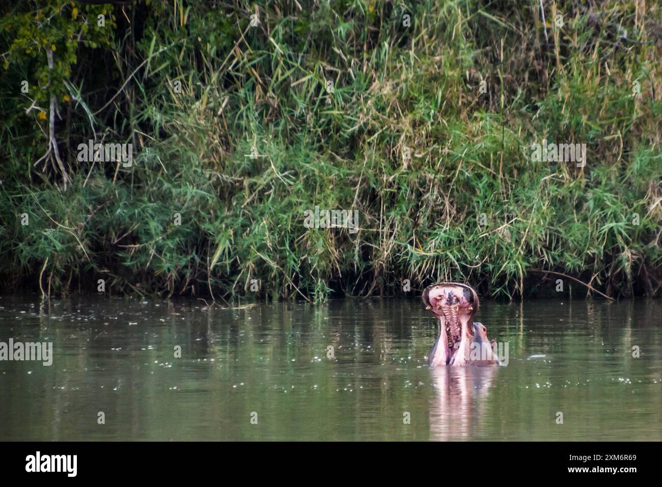Flusspferde baden auf einem See mit weit geöffnetem Mund im Krüger-Nationalpark Stockfoto