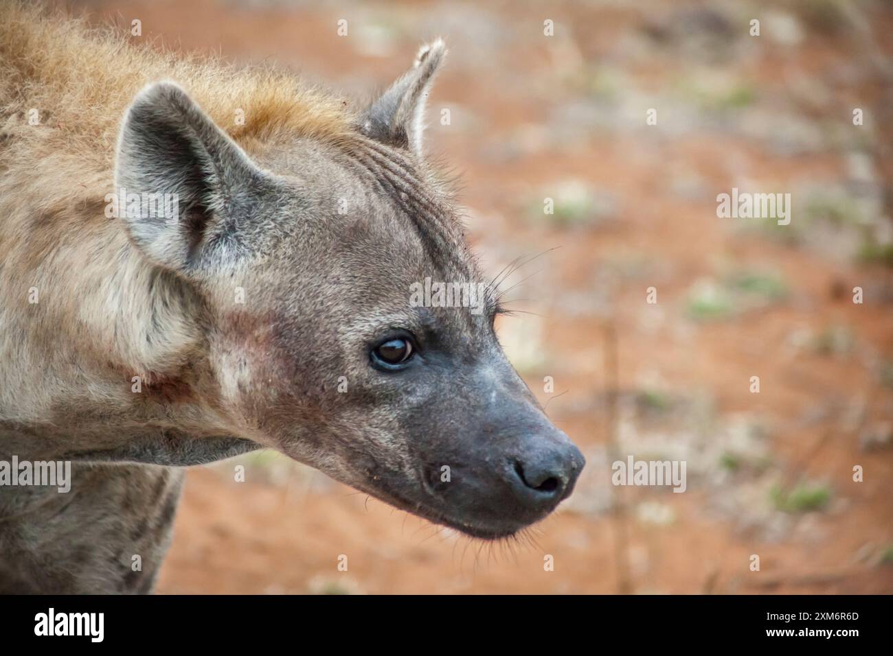 Porträt einer gefleckten Hyäne im Kruger-Nationalpark Stockfoto