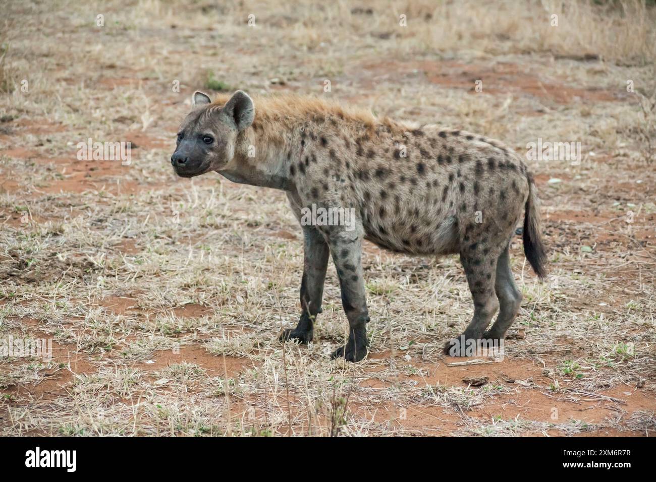 Gefleckte Hyäne im Kruger-Nationalpark Stockfoto