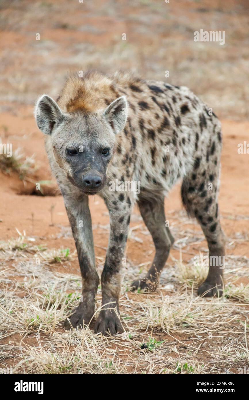 Gefleckte Hyäne im Kruger-Nationalpark Stockfoto