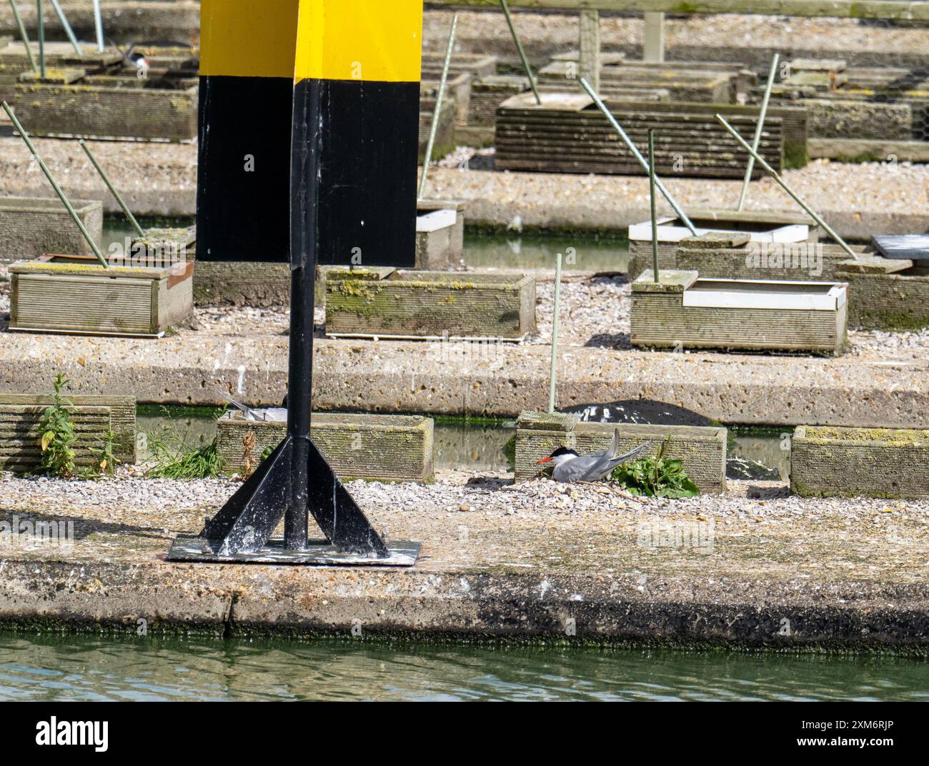 Common Tern, Sterna hirundo nistet auf speziell gebauten Nistplattformen in Preston Docks, Lancashire, Großbritannien. Stockfoto