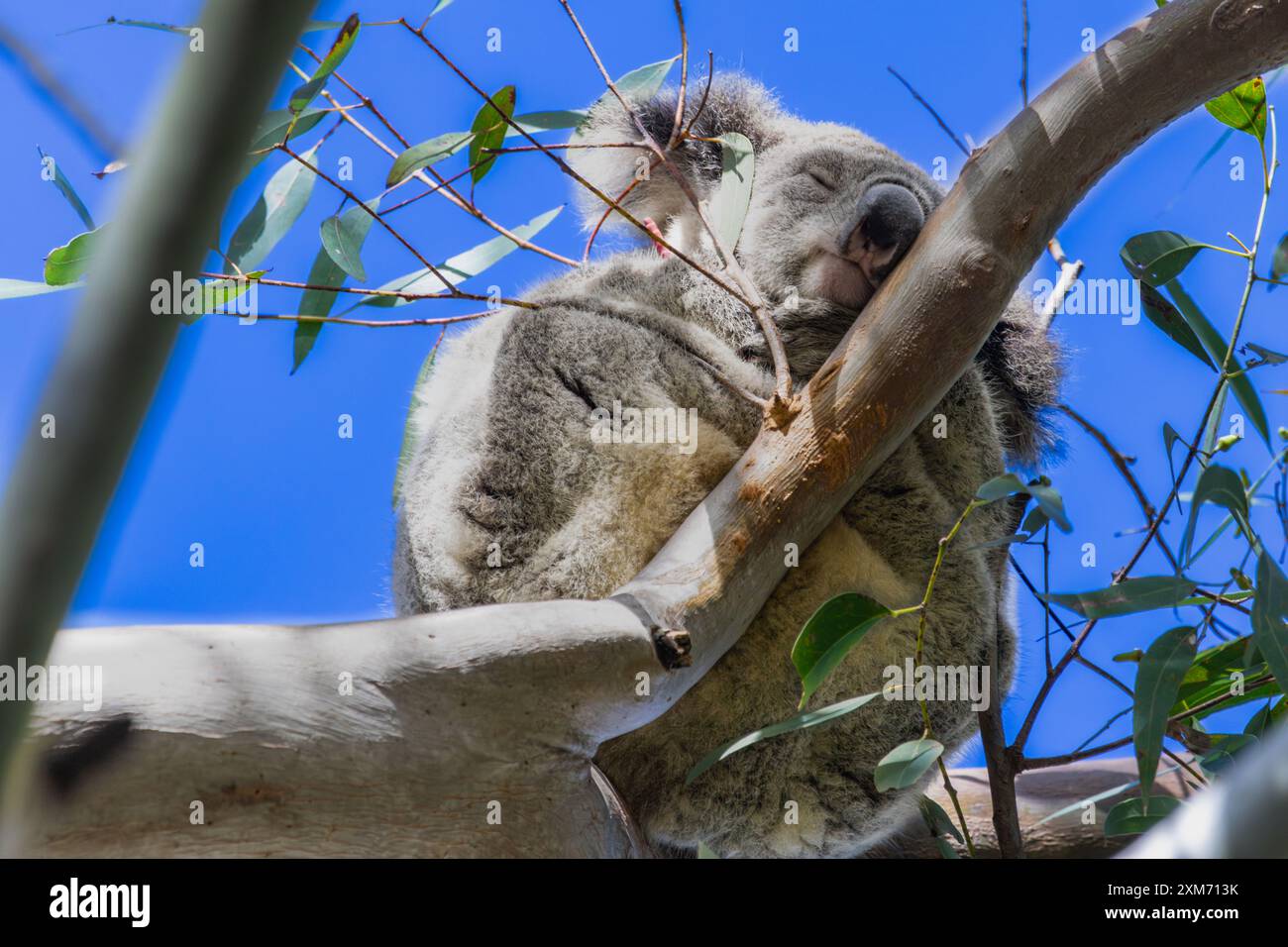 Ein Koala schläft in einem Zweig eines Baumes Stockfoto