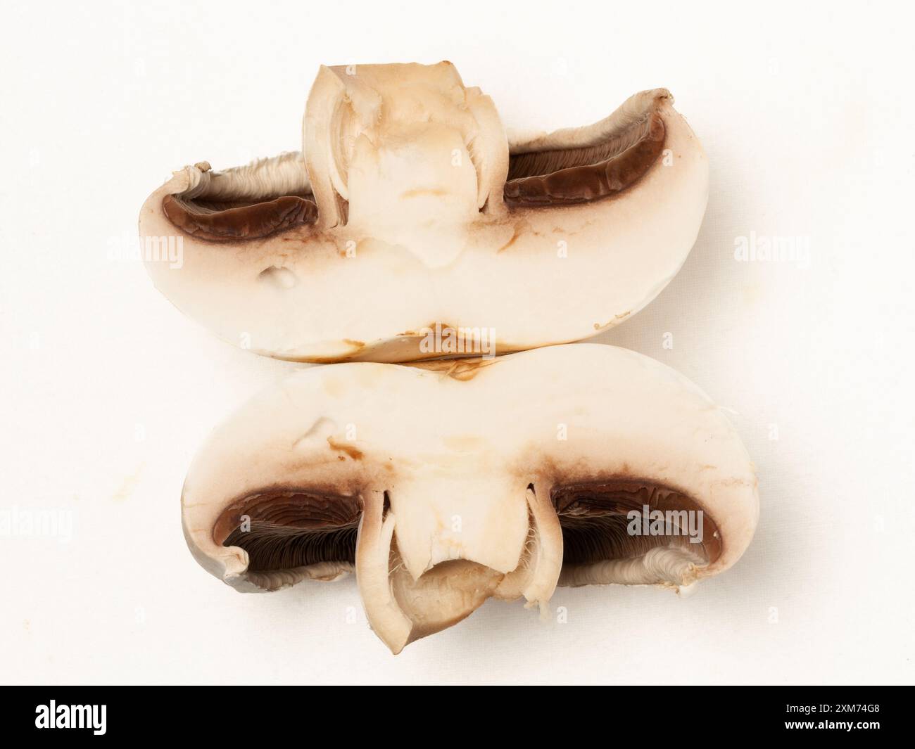 Symmetrische Hälften des Knopfpilzes Stockfoto