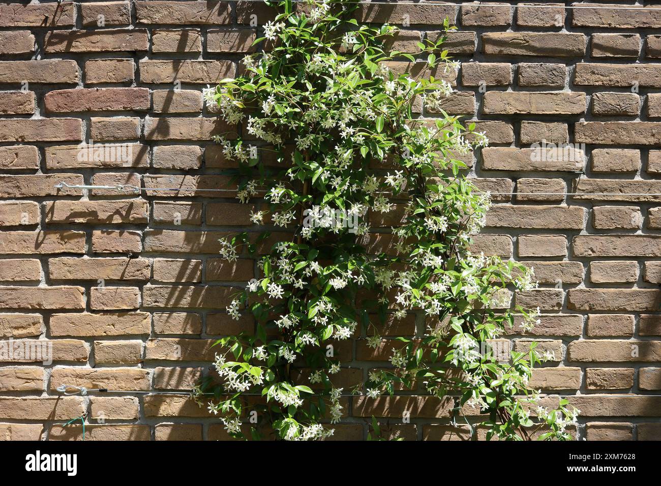 Jasmin-Pflanze vor einer Steinmauer Stockfoto