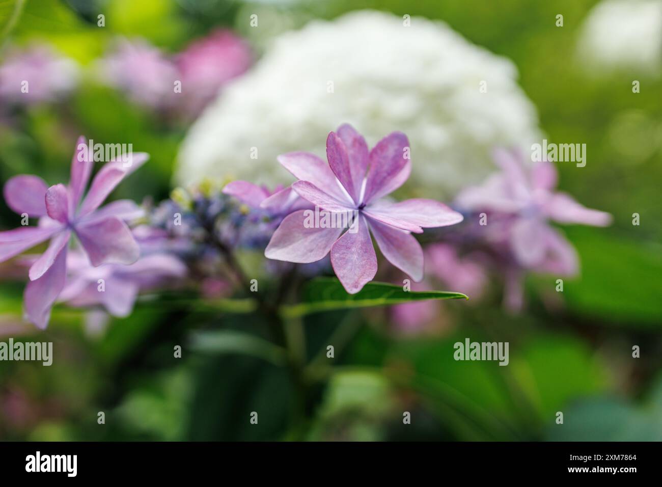 Vordergrundblumen dekorieren einen Bokeh White Bloom Hintergrund Stockfoto