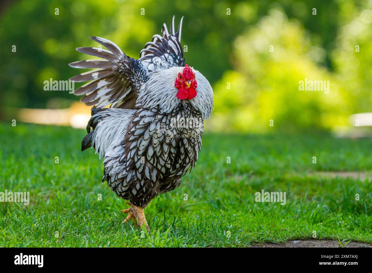 Ein Wyandotte-Hühnchen breitet seine Winde aus, während er an einem warmen Sommertag über ein üppiges grasbewachsenes Feld spaziert. Horizontal. Stockfoto