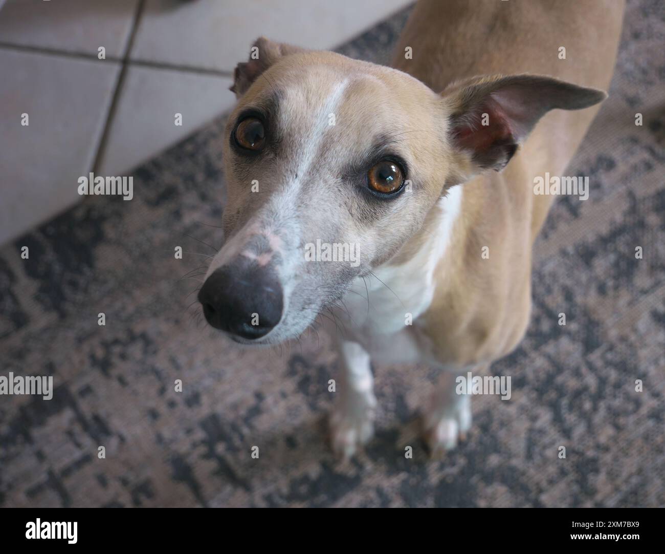 Foto eines Hundes, der gekuschelt werden will Stockfoto