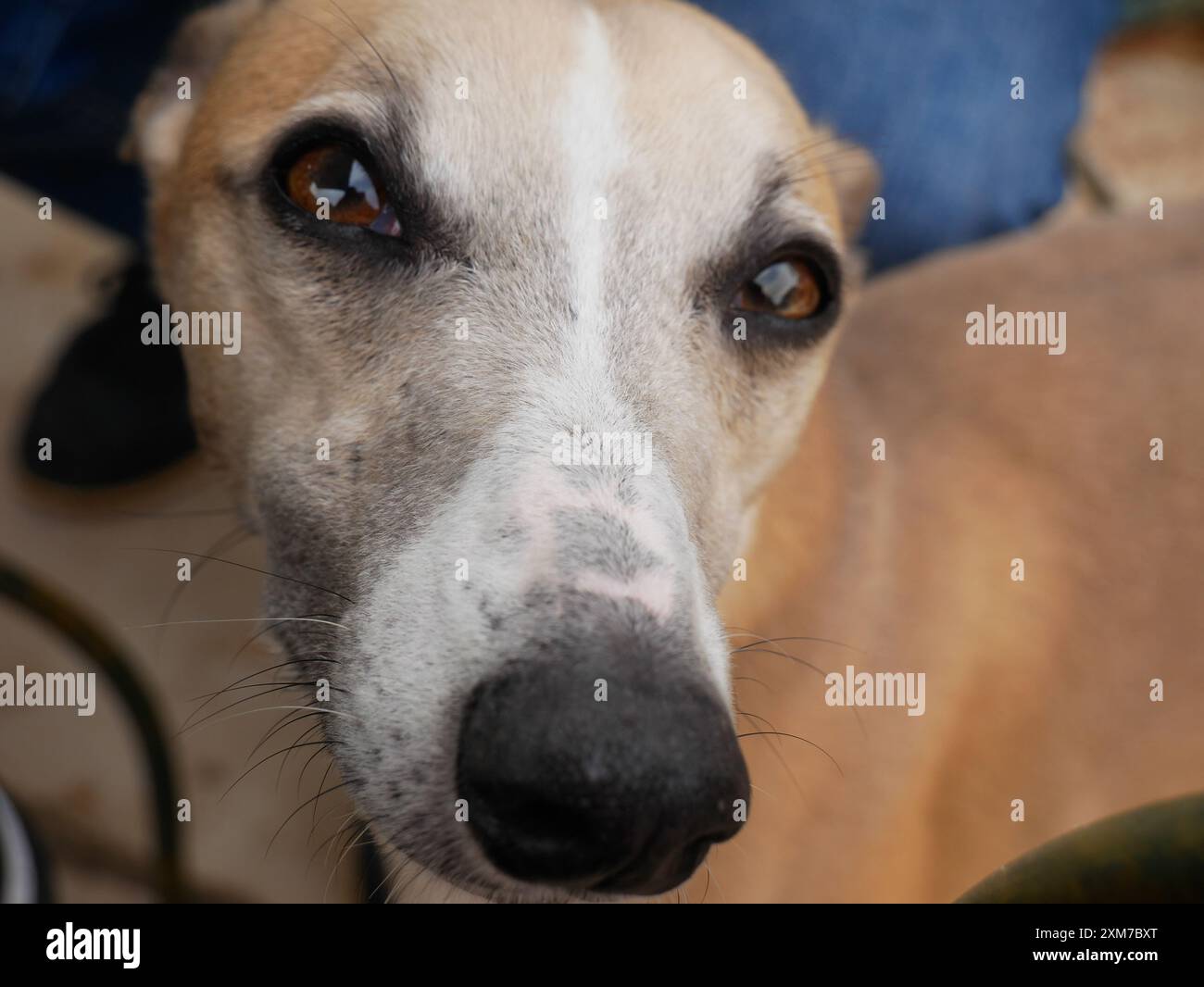 Foto eines Hundes, der gekuschelt werden will Stockfoto