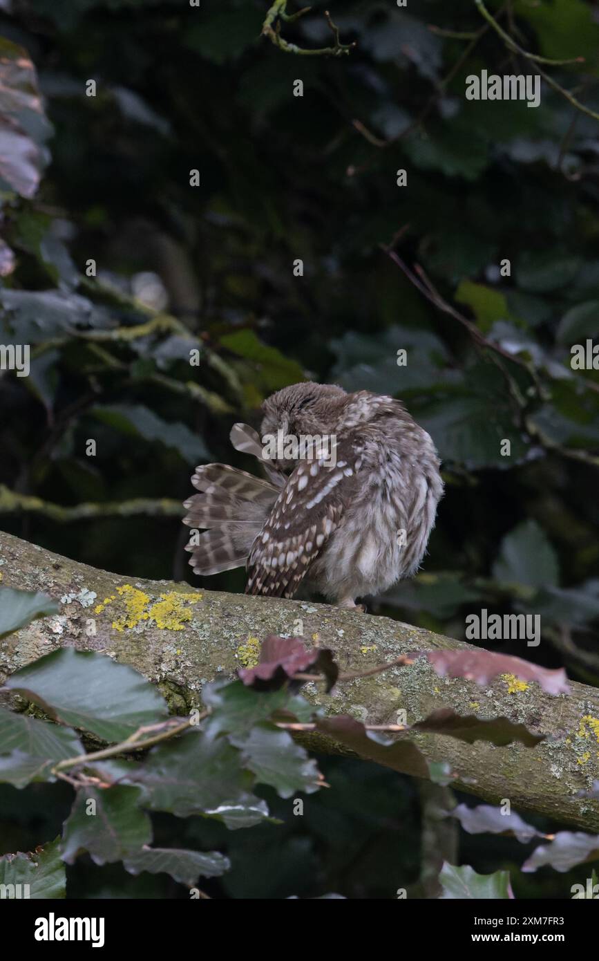 Kleine Eule (Athene noctua) Jungschwanzfedern Norfolk Juli 2024 Stockfoto