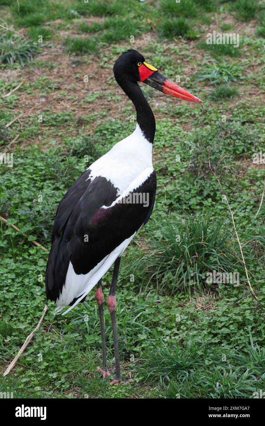 Sattelschnabelstorch in der Natur Stockfoto