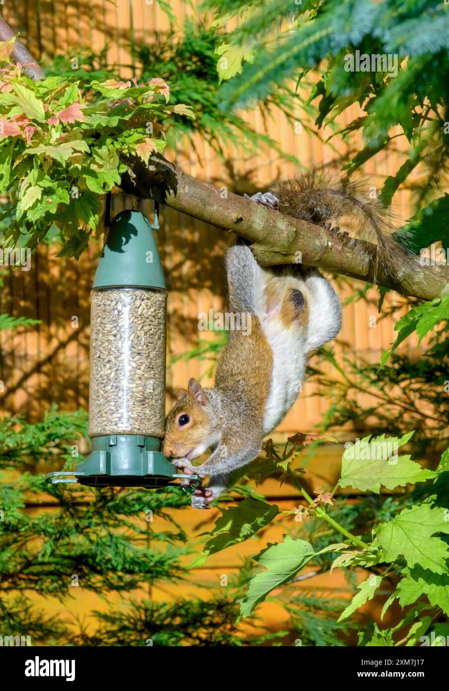 Juvenile graue Eichhörnchen mit dünnem, schmutzigem Schwanz, der kopfüber auf dem Futterhäuschen hängt Stockfoto