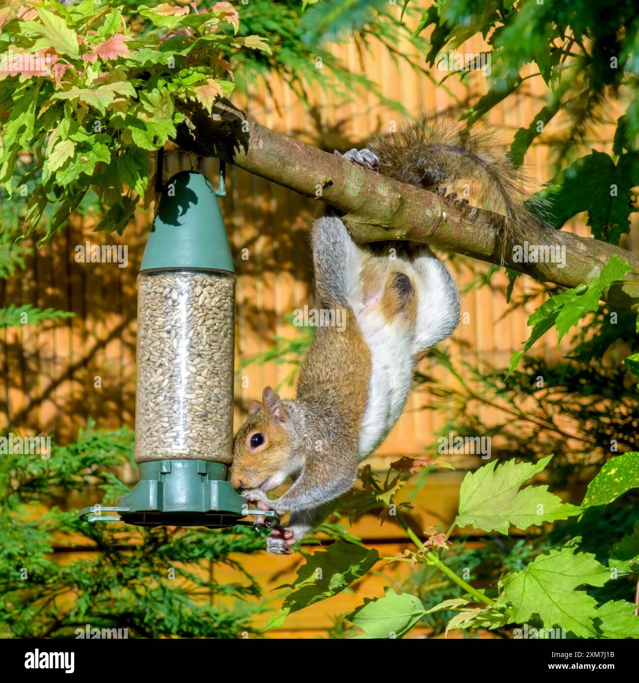 Juvenile graue Eichhörnchen mit dünnem, schmutzigem Schwanz, der kopfüber auf dem Futterhäuschen hängt Stockfoto