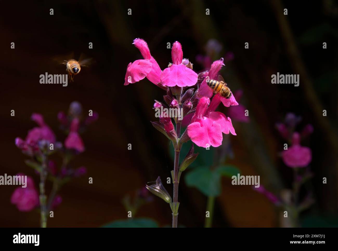 Honigbiene auf Pink Salvia (Varietät Salvia Pink Pong) mit Honigbiene, die wegfliegt Stockfoto