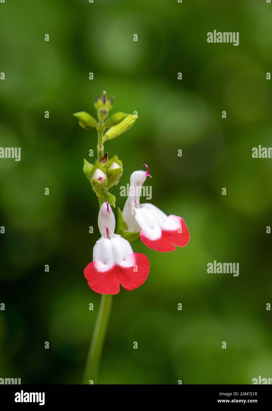 Salvia 'Hot Lips' blüht vor diffusem Hintergrund mit Bokeh. Stockfoto