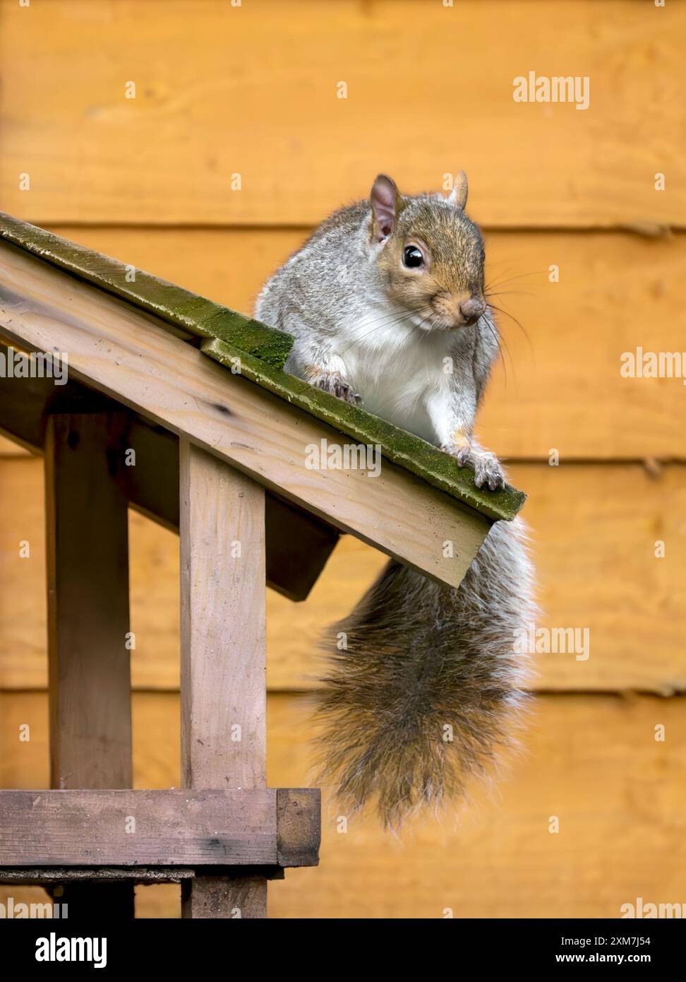 Graues Eichhörnchen auf hölzernem Vogelhäuschen, gegen den goldfarbenen Herbstzaun Stockfoto