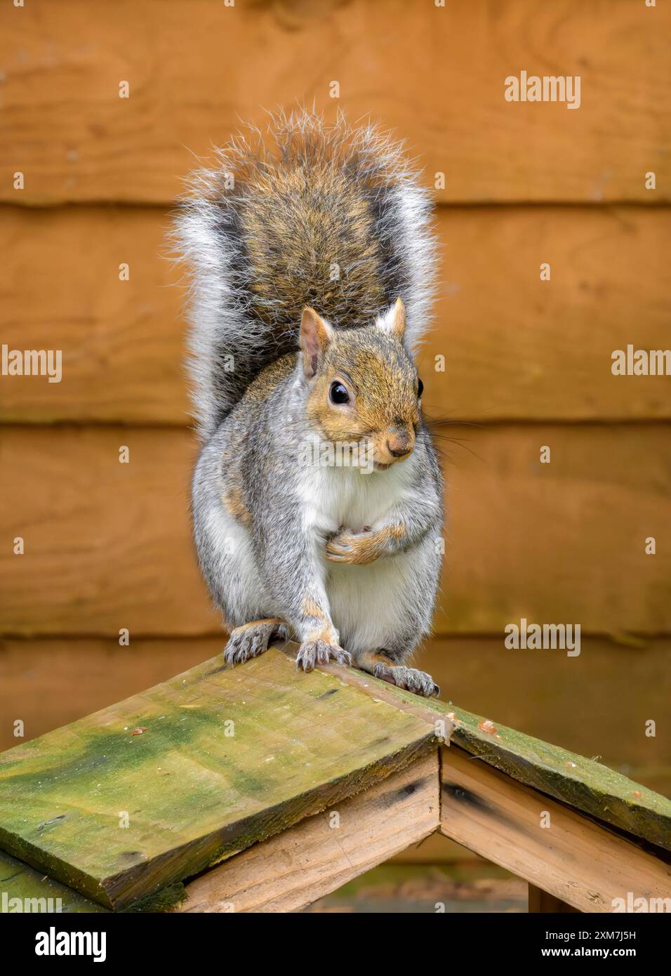 Graues Eichhörnchen auf hölzernem Vogelhäuschen, gegen den goldfarbenen Herbstzaun Stockfoto