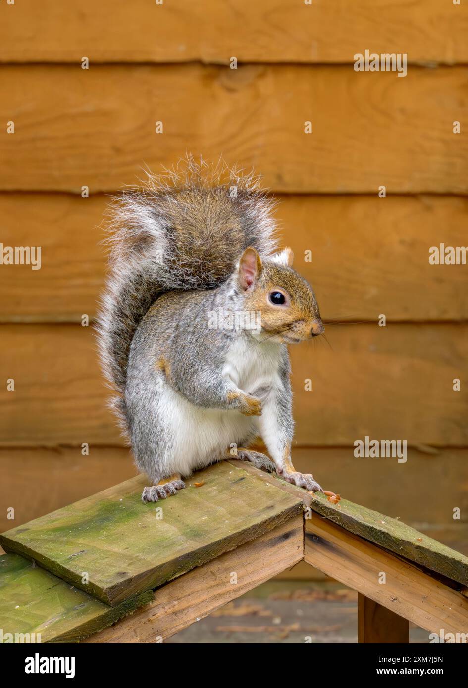 Graues Eichhörnchen auf hölzernem Vogelhäuschen, gegen den goldfarbenen Herbstzaun Stockfoto