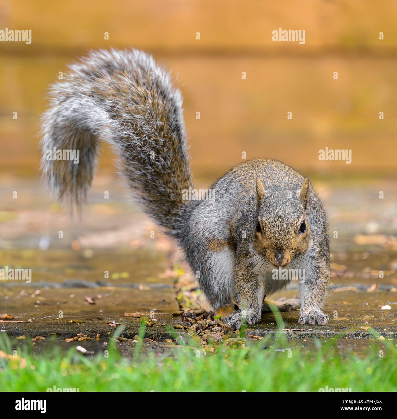 Graues Eichhörnchen saß auf der Gartenterrasse mit herbstgoldfarbenem Zaun dahinter Stockfoto