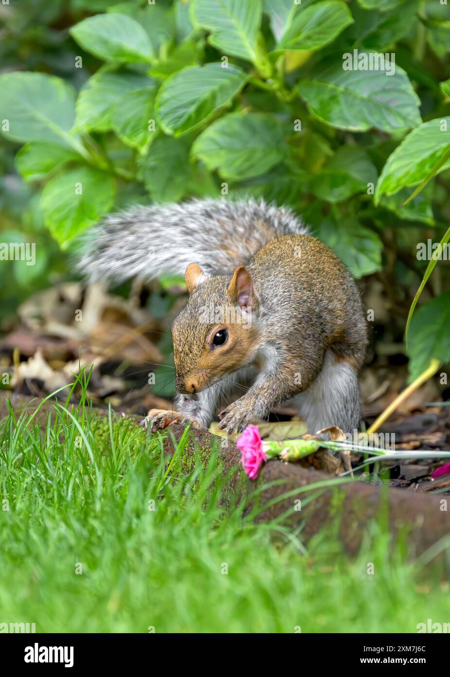 Graues Eichhörnchen sitzt im Garten neben gefallener rosa Nelkenblume Stockfoto