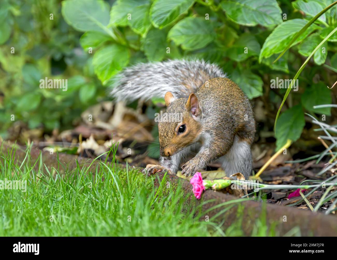 Graues Eichhörnchen sitzt im Garten neben gefallener rosa Nelkenblume Stockfoto