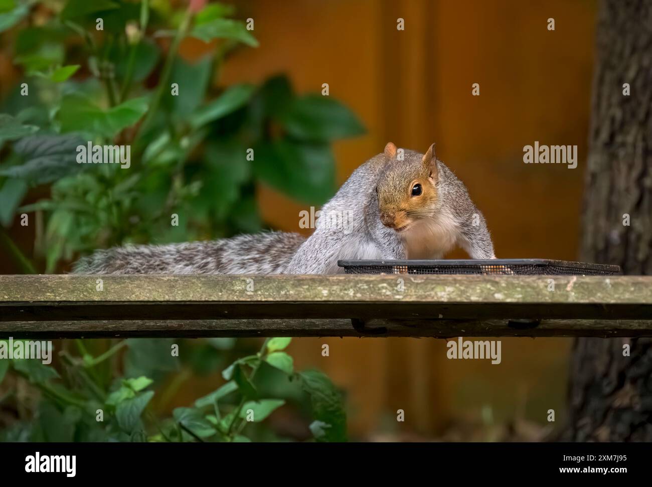 Graues Eichhörnchen isst Vogelfutter von einem Tablett auf der Bank Stockfoto