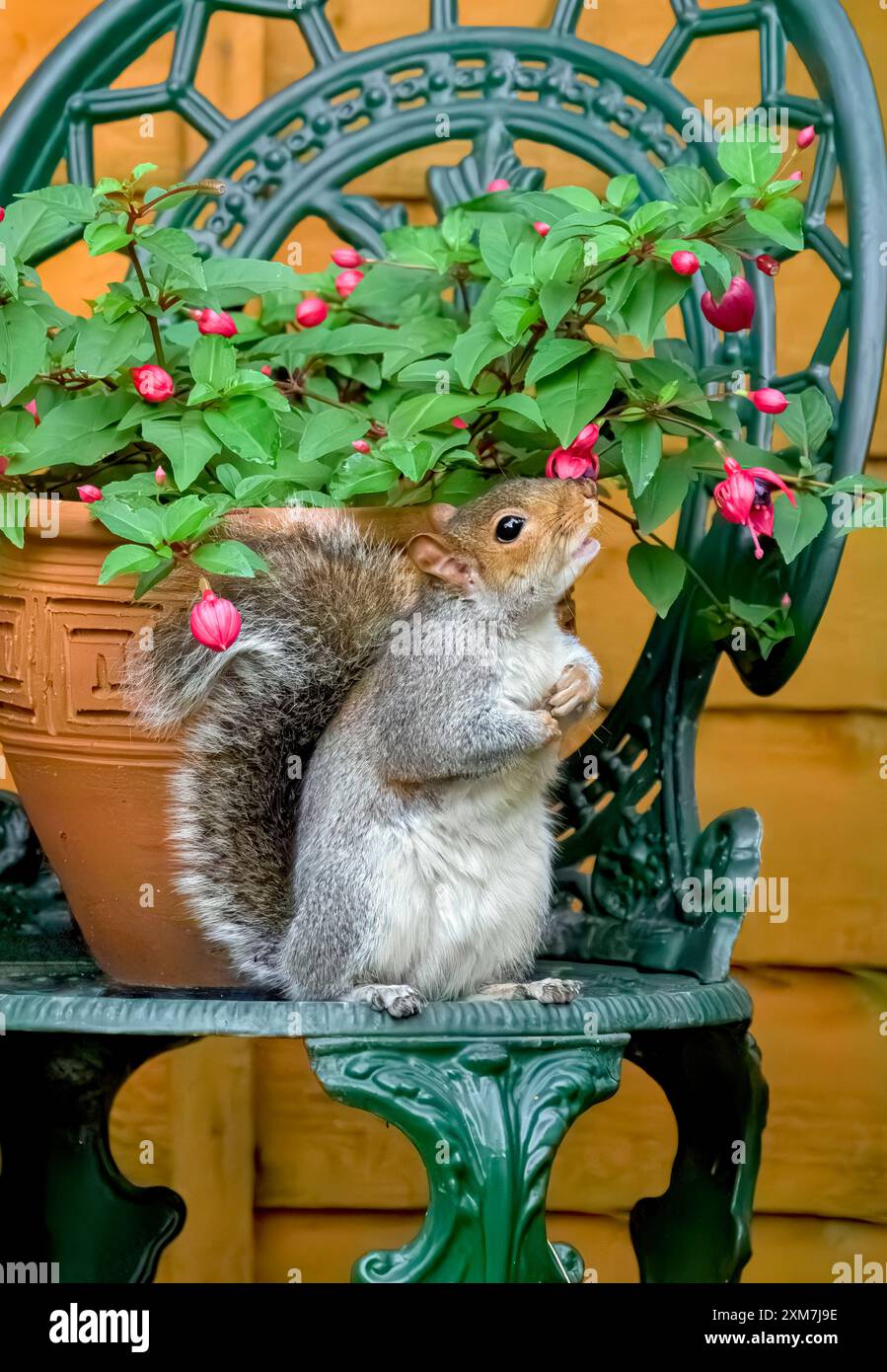 Graues Eichhörnchen saß auf einem Gartenstuhl mit vergossener Fuschia-Pflanze, die aussah, als würde sie an der Blume schnüffeln Stockfoto