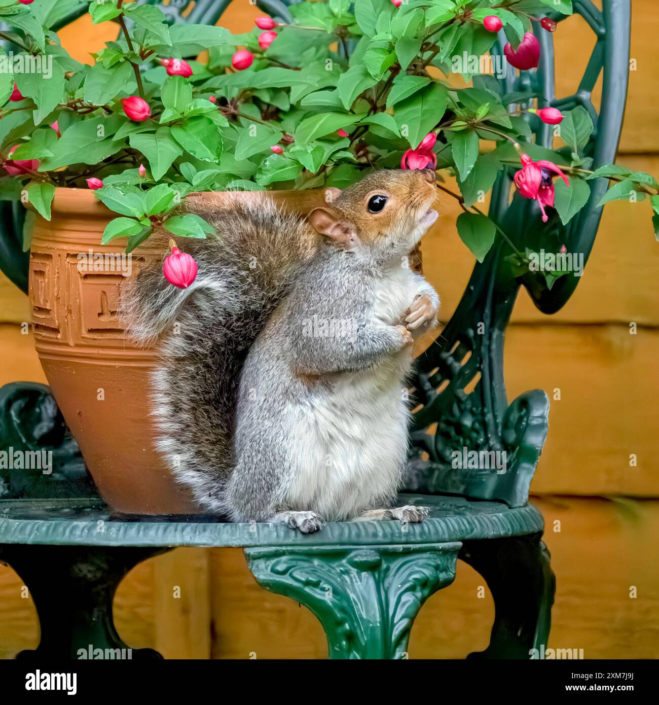 Graues Eichhörnchen saß auf einem Gartenstuhl mit vergossener Fuschia-Pflanze, die aussah, als würde sie an der Blume schnüffeln Stockfoto