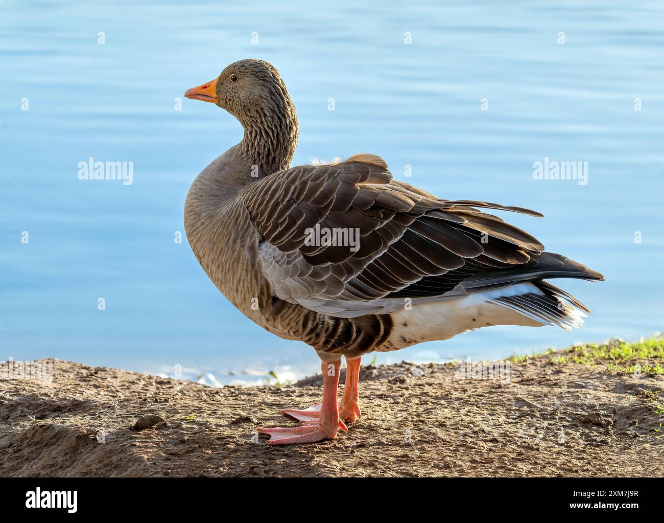 Graugans am Waters Edge, Großbritannien Stockfoto