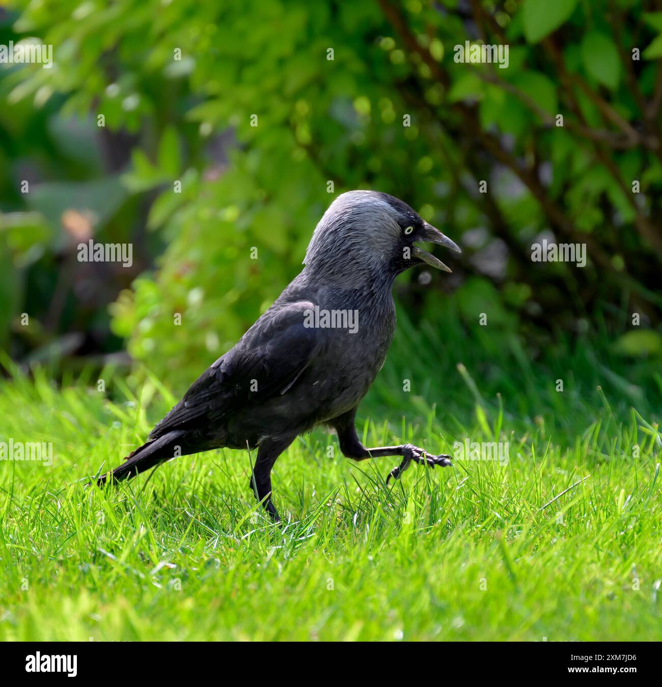 Jackdaw stolziert (oder spaziert) im Garten im Frühling an hellen sonnigen Tagen Stockfoto