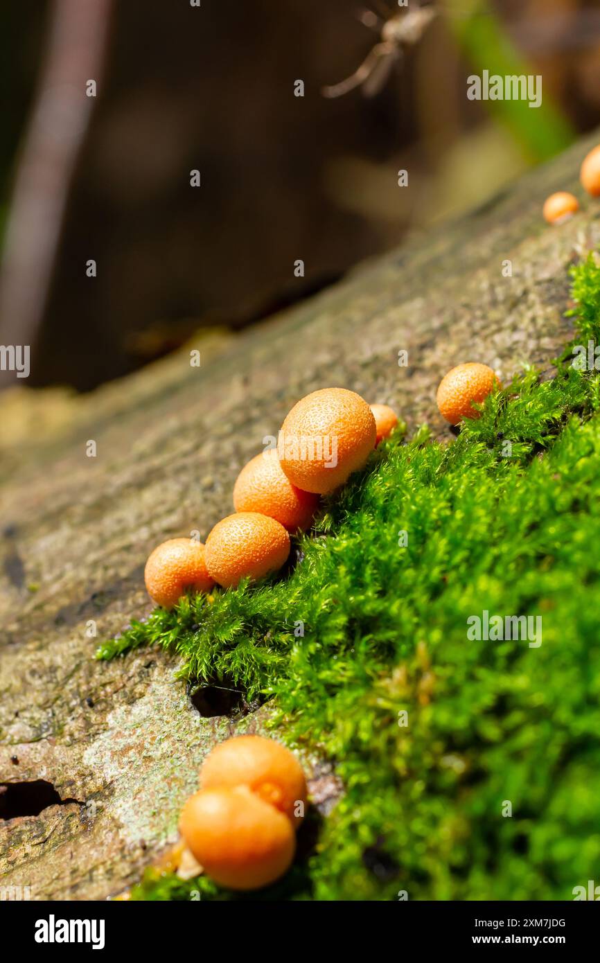 Orangenroter Schleimpilz Lycogala Epidendrum im Herbstwald. Stockfoto