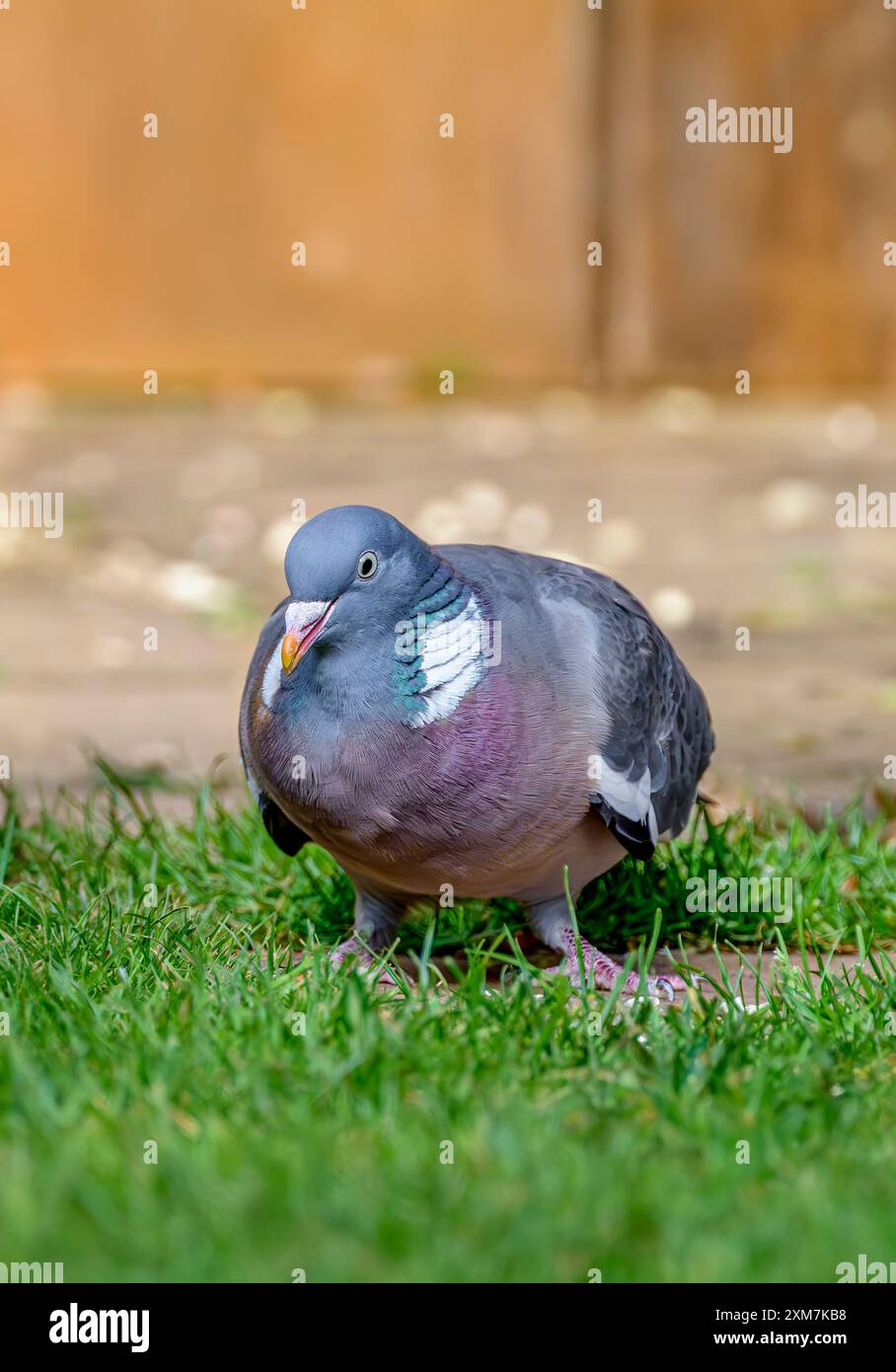 Ziemlich fett und rund aussehende Holztaube. Amüsantes Vogelbild. Stockfoto