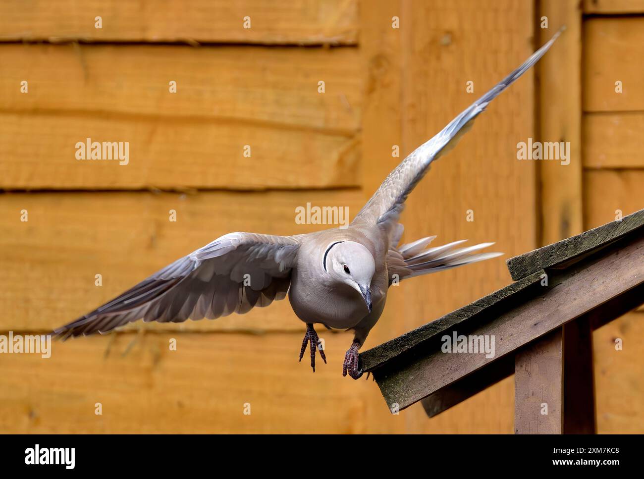 Eine Taube mit Kragen im Flug, die mit einer Klaue am Rand des hölzernen Vogelhauses landet Stockfoto