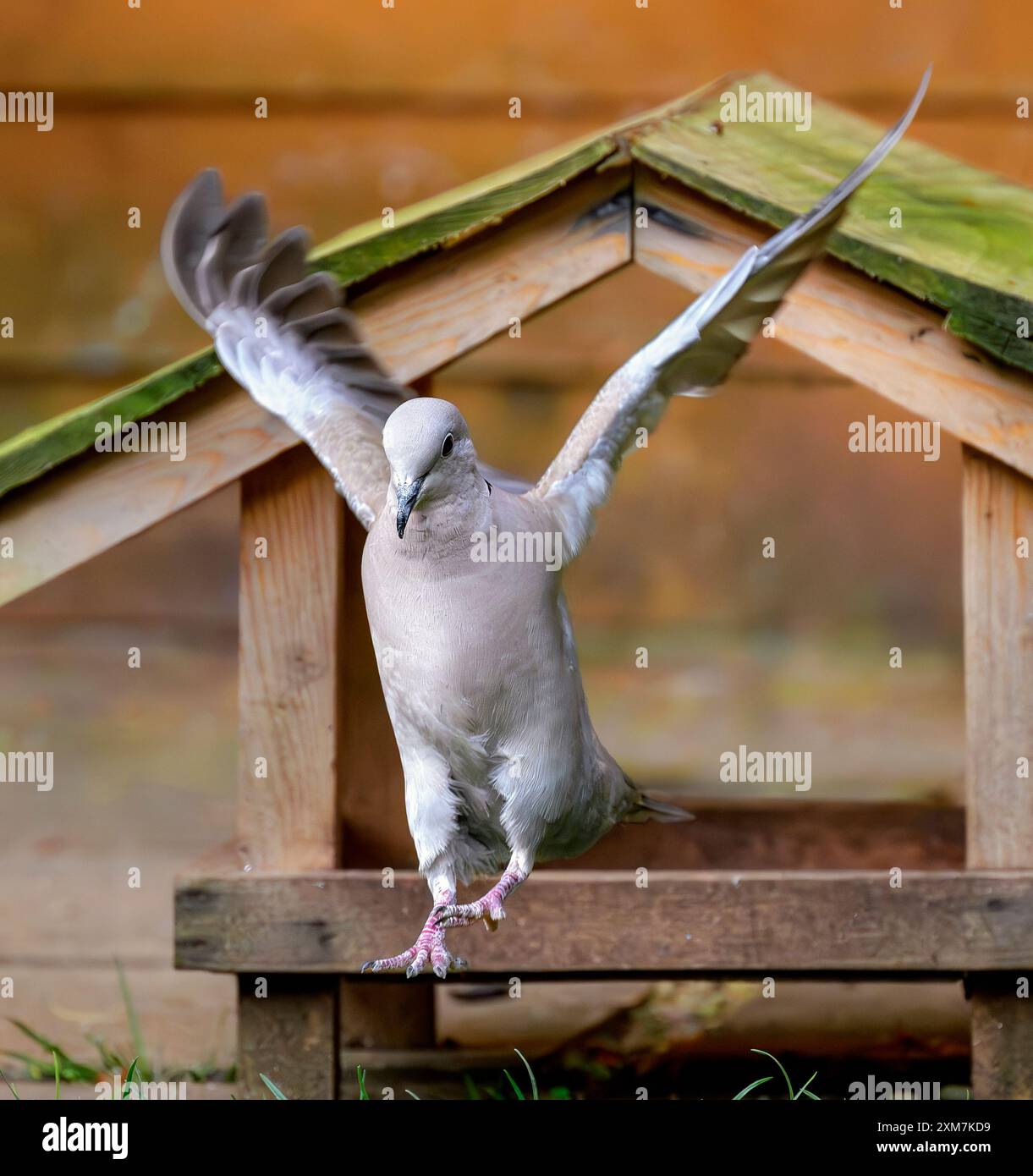 Taube mit Kragen, die mit ausgestreckten Flügeln landet Stockfoto
