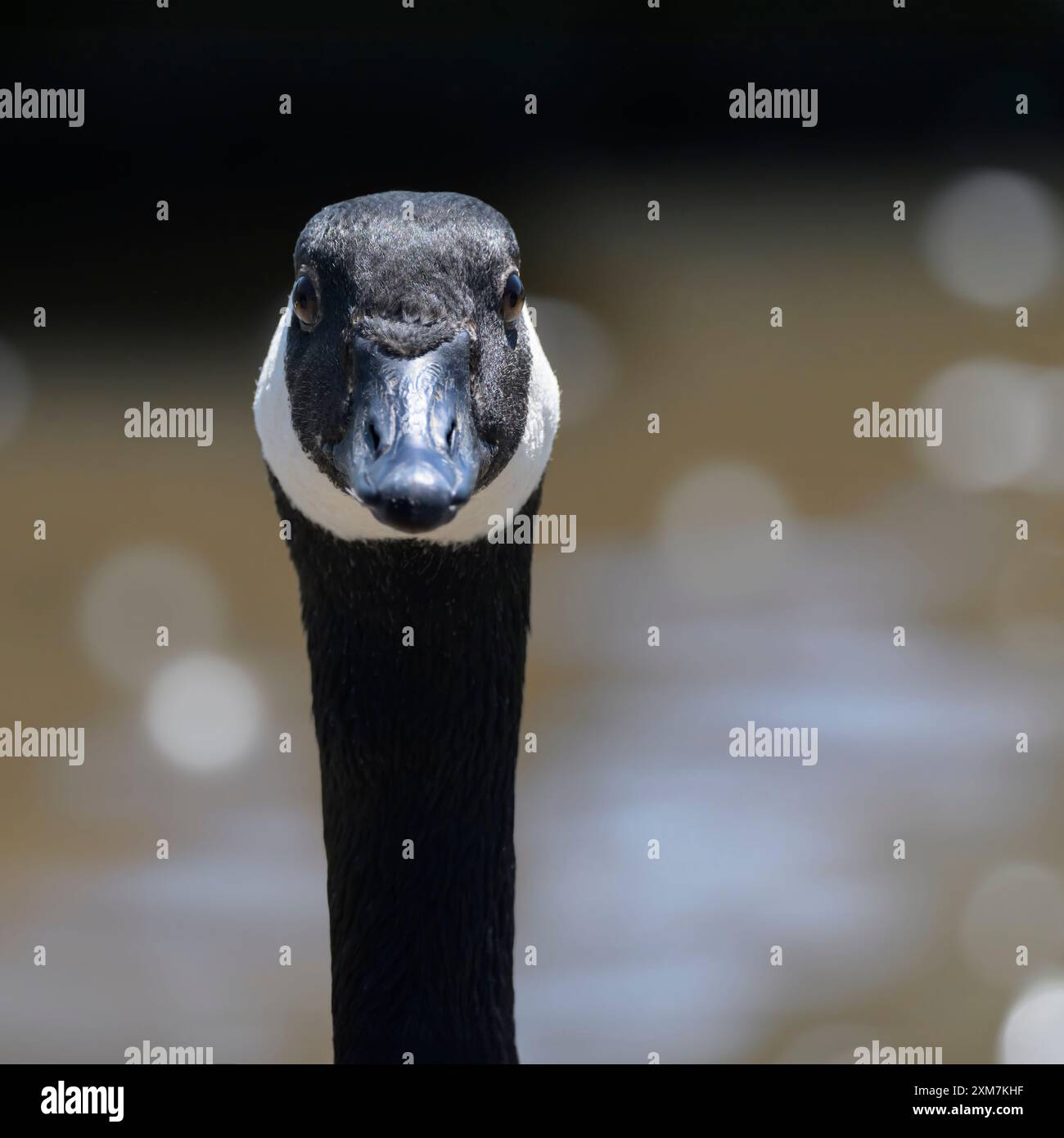 Nahaufnahme der Kanadischen Gans (Branta canadensis), manchmal auch Kanadische Gans genannt, mit Bokeh im Hintergrund Stockfoto