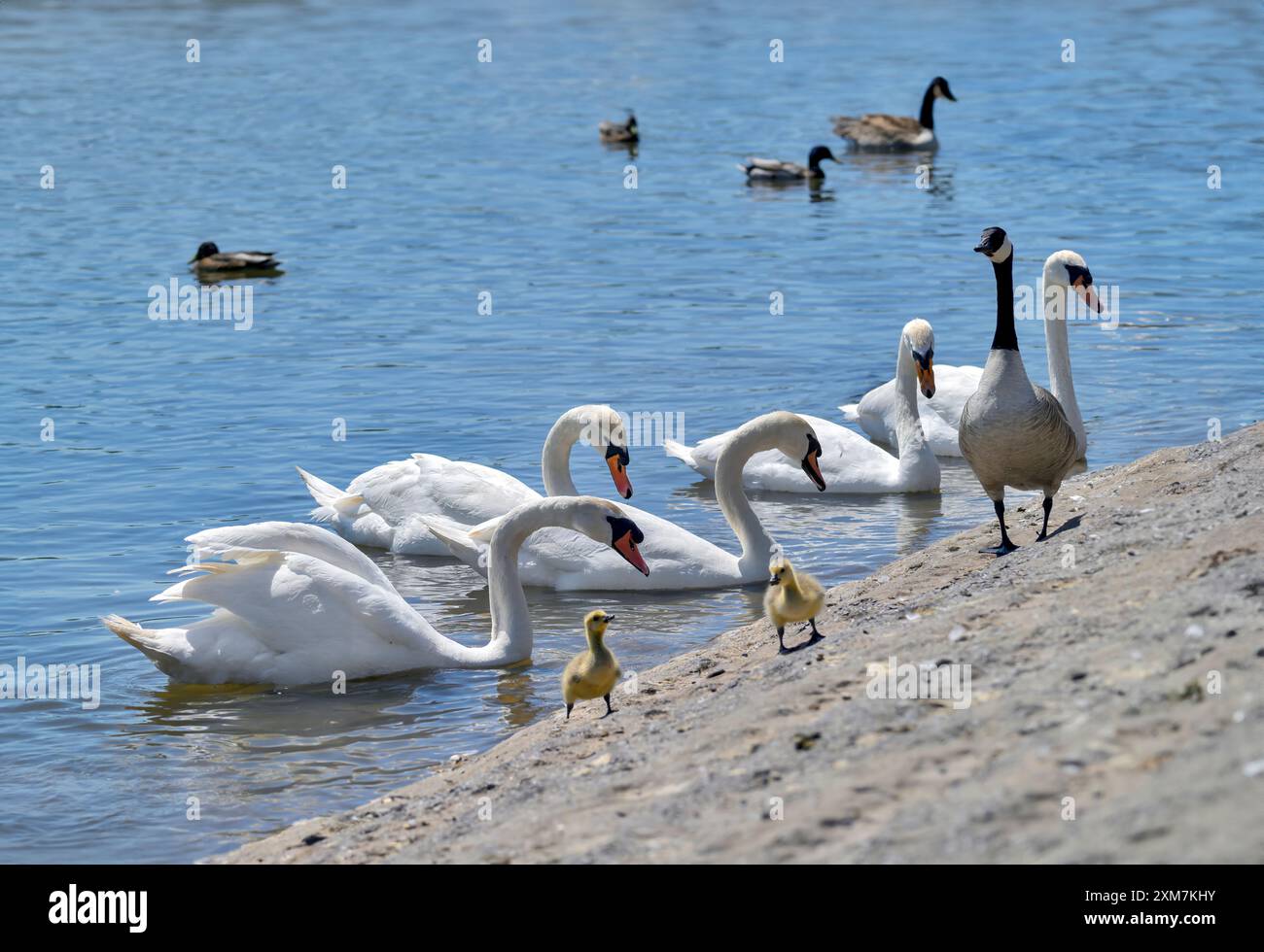 Stumme Schwäne und Kanadische Gänse mit Gänsen am Ufer der Herriots Bridge, Chew Valley, großbritannien Stockfoto