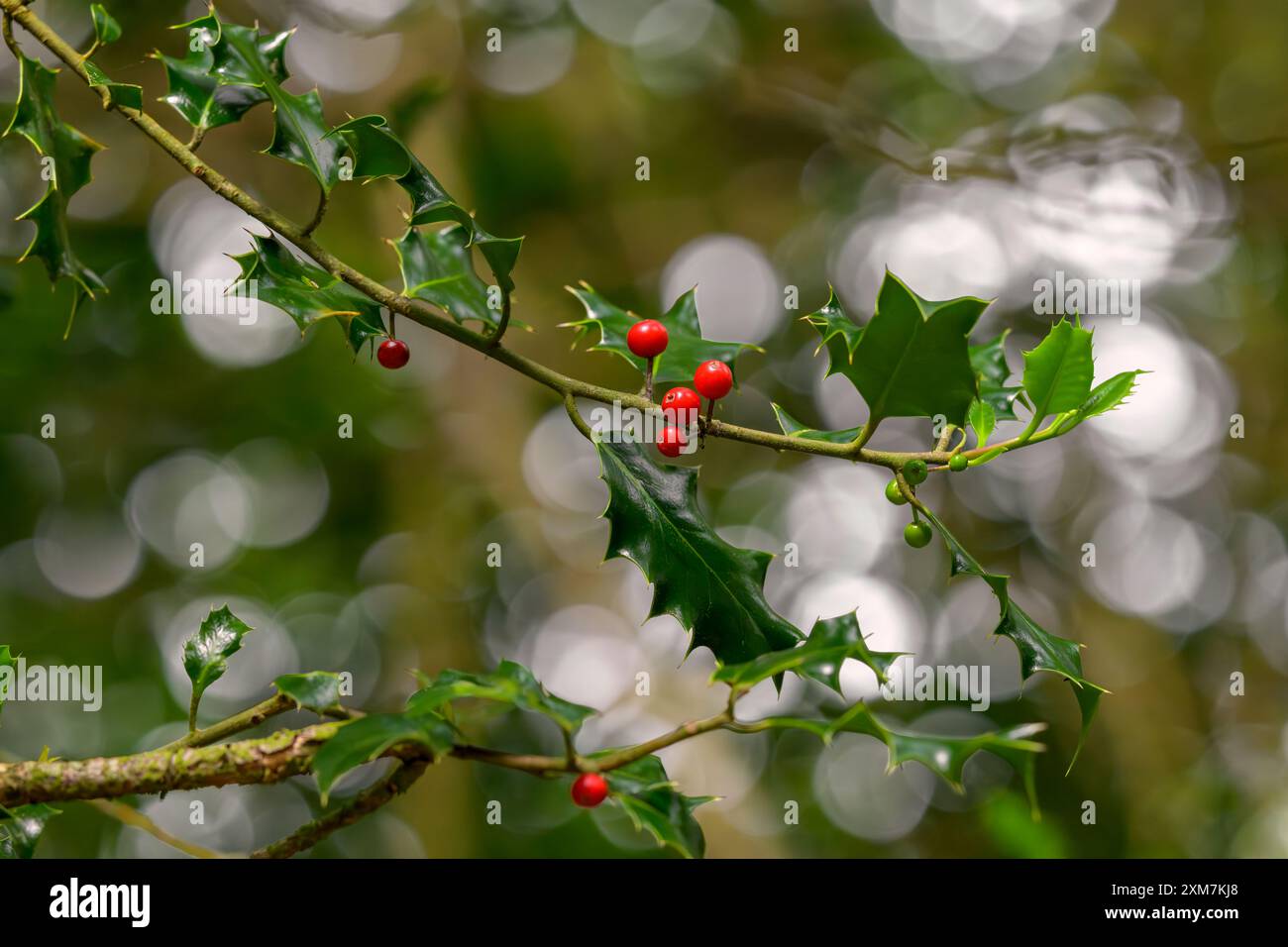 Stechpalme mit roten Beeren im Sommer im Wald in der Nähe von Forest of Dean in Gloucestershire mit Bokeh-Effekt im Hintergrund Stockfoto