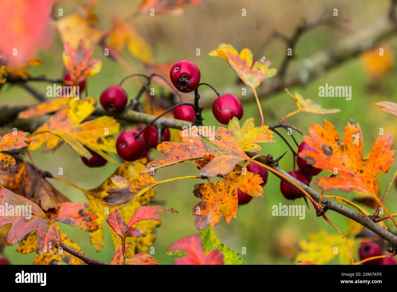 Weißdornrote Beeren wachsen auf einem Busch. Stockfoto