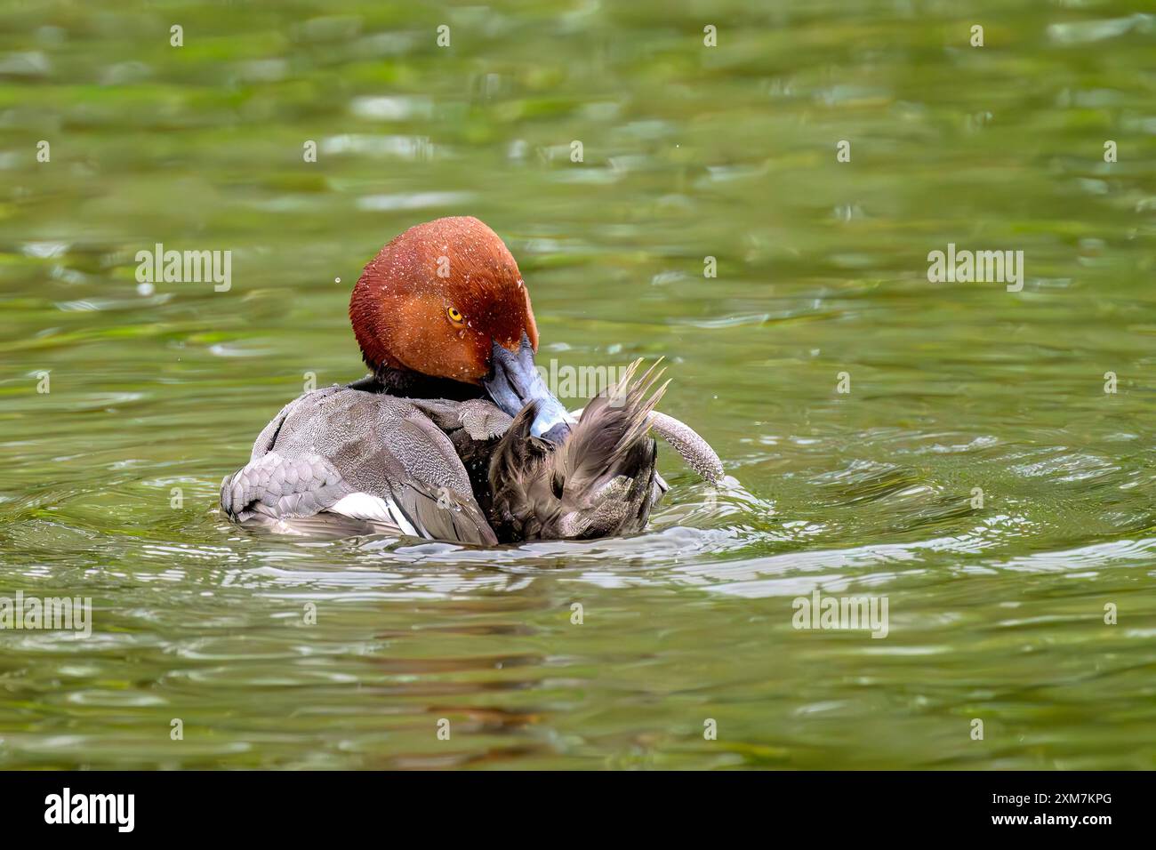 Männliche Rothaarige Entenpräening Stockfoto