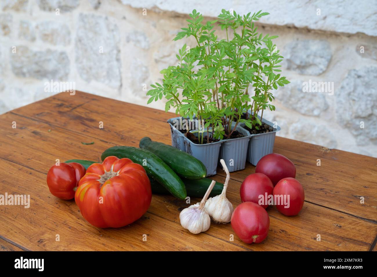Frisches Gemüse auf einem groben Holztisch vor einer Steinmauer. Es gibt Tomaten, Gurken, Knoblauchköpfe und junge Tomatenpflanzen in Plastik Stockfoto