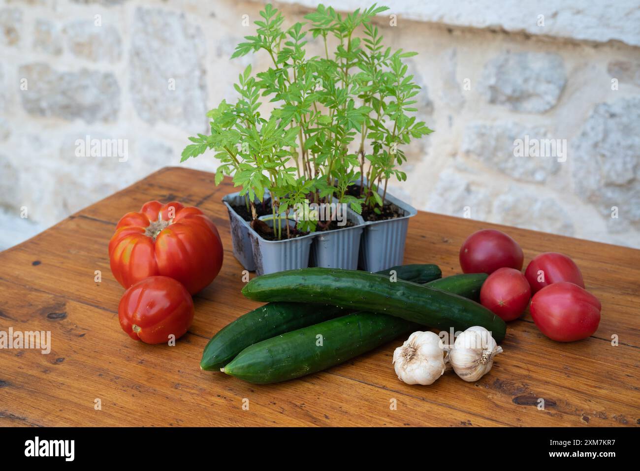 Tomaten, Gurken, Knoblauch und junge Tomatenpflanzen in Kunststoffschalen. Frisches Gemüse auf einem groben Holztisch vor einer Steinmauer. Alle sind homeg Stockfoto