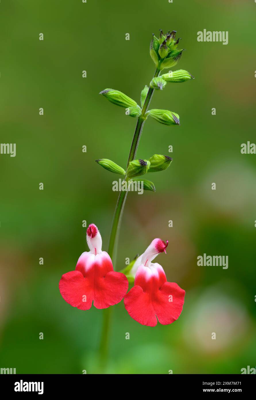 Salvia Hotlips mit seinen schönen roten und weißen Blumen im Sommer Stockfoto