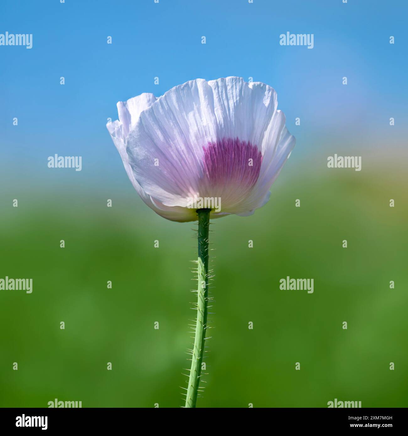 Wunderschöner blassweißer und rosafarbener Opiummohn, der hoch vor einem schönen sommerblauen Himmel steht Stockfoto